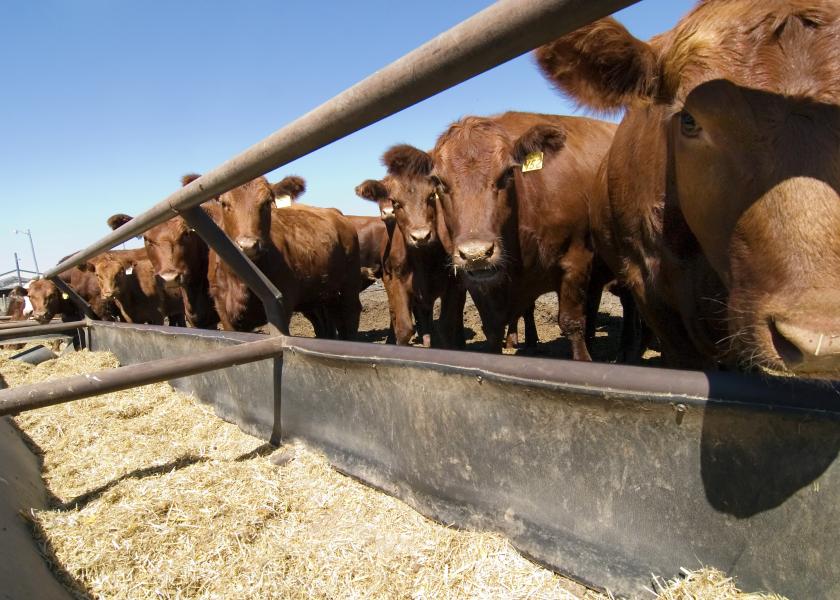 Feed Efficiency In Beef Cattle | Drovers